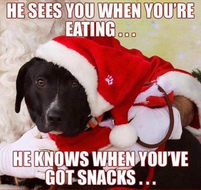 Christmas puppy wants snacks