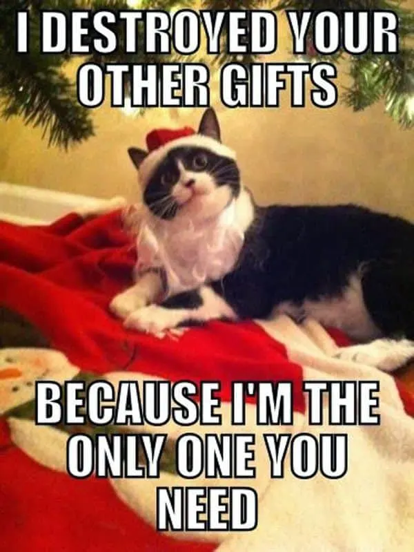 Christmas cat meme - gifts destroyed
